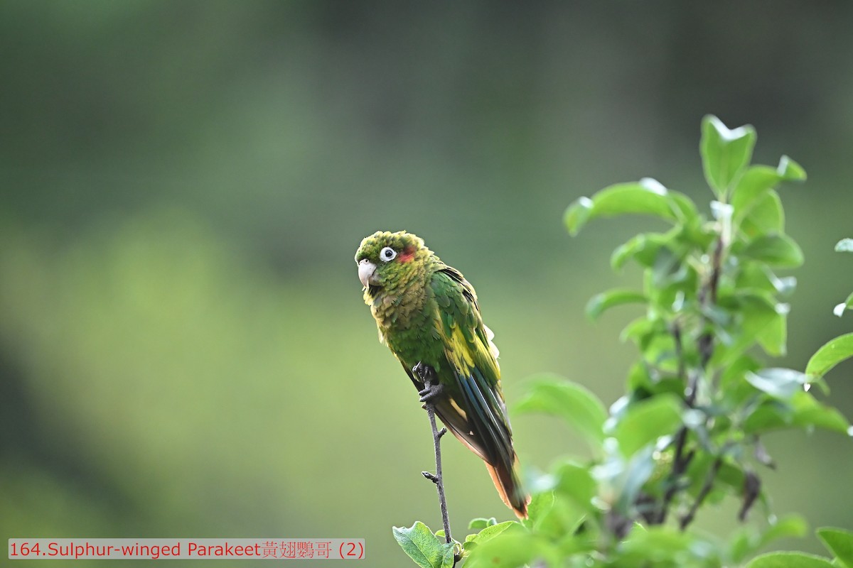 Sulphur-winged Parakeet - ML643584811