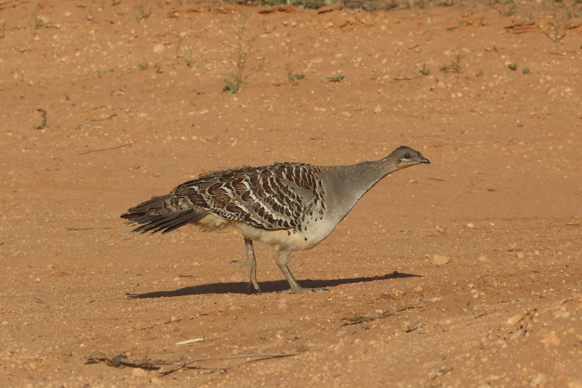 Malleefowl - ML643584813