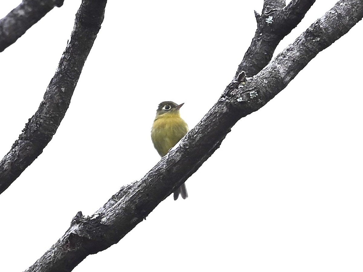 Yellowish Flycatcher - ML643584827