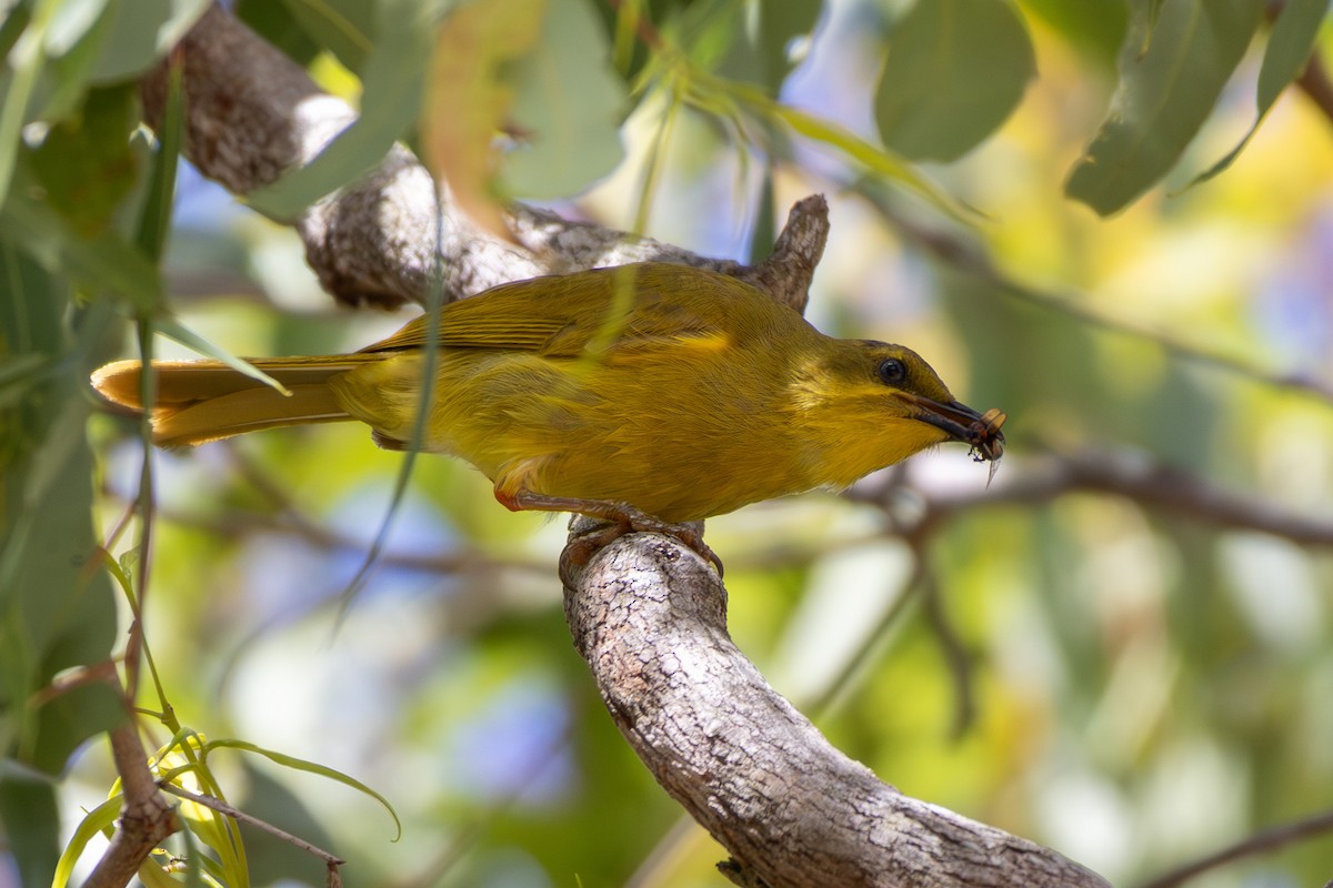 Yellow Honeyeater - ML643584839