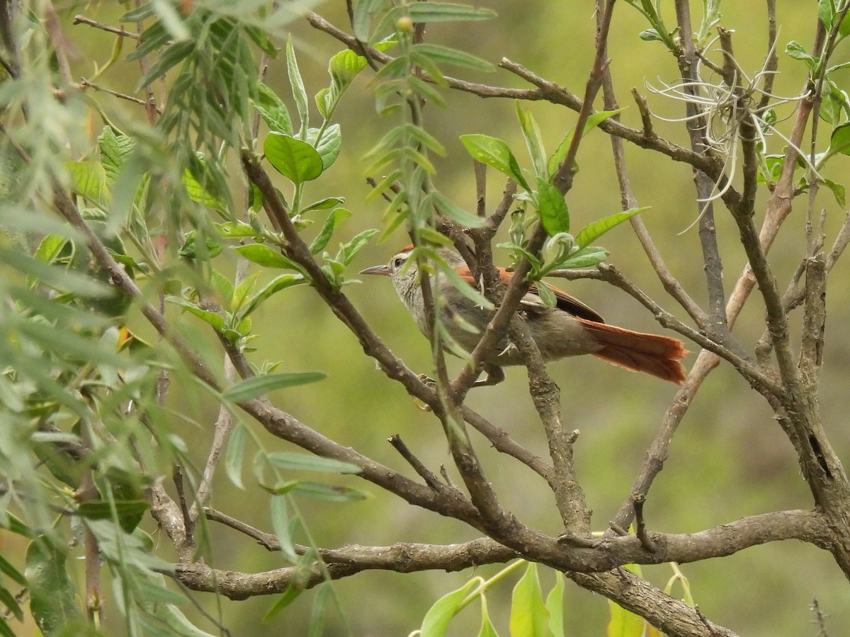 Synallaxe d'Inquisivi - ML643584842