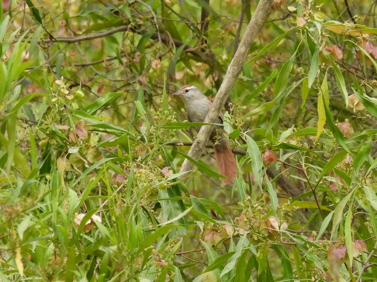 Synallaxe d'Inquisivi - ML643584863