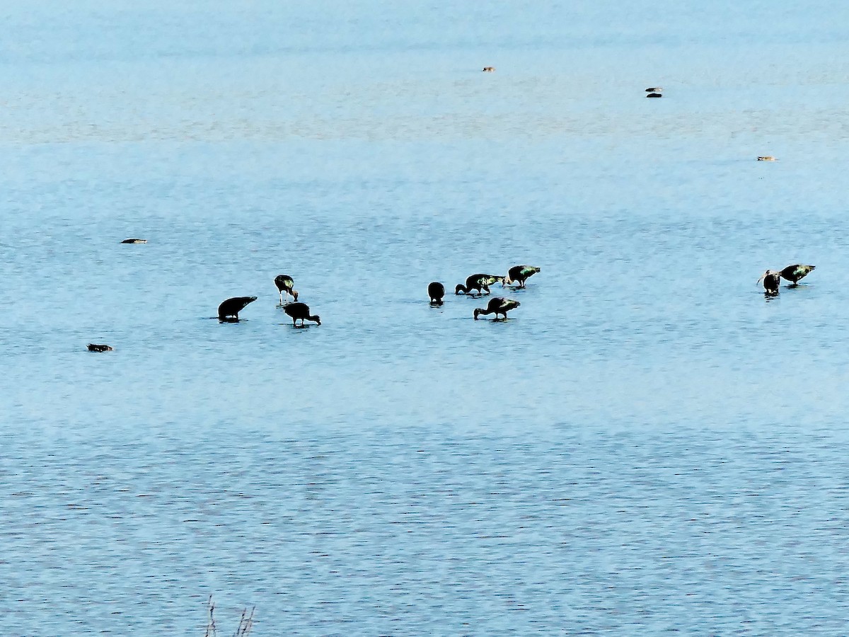 Mignattaio - ML643584869