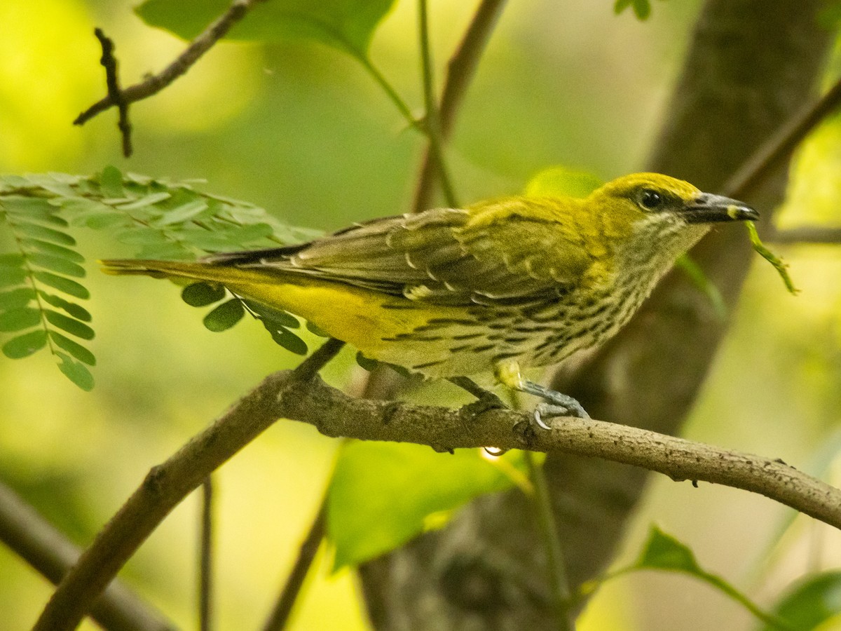 Indian Golden Oriole - ML643584871