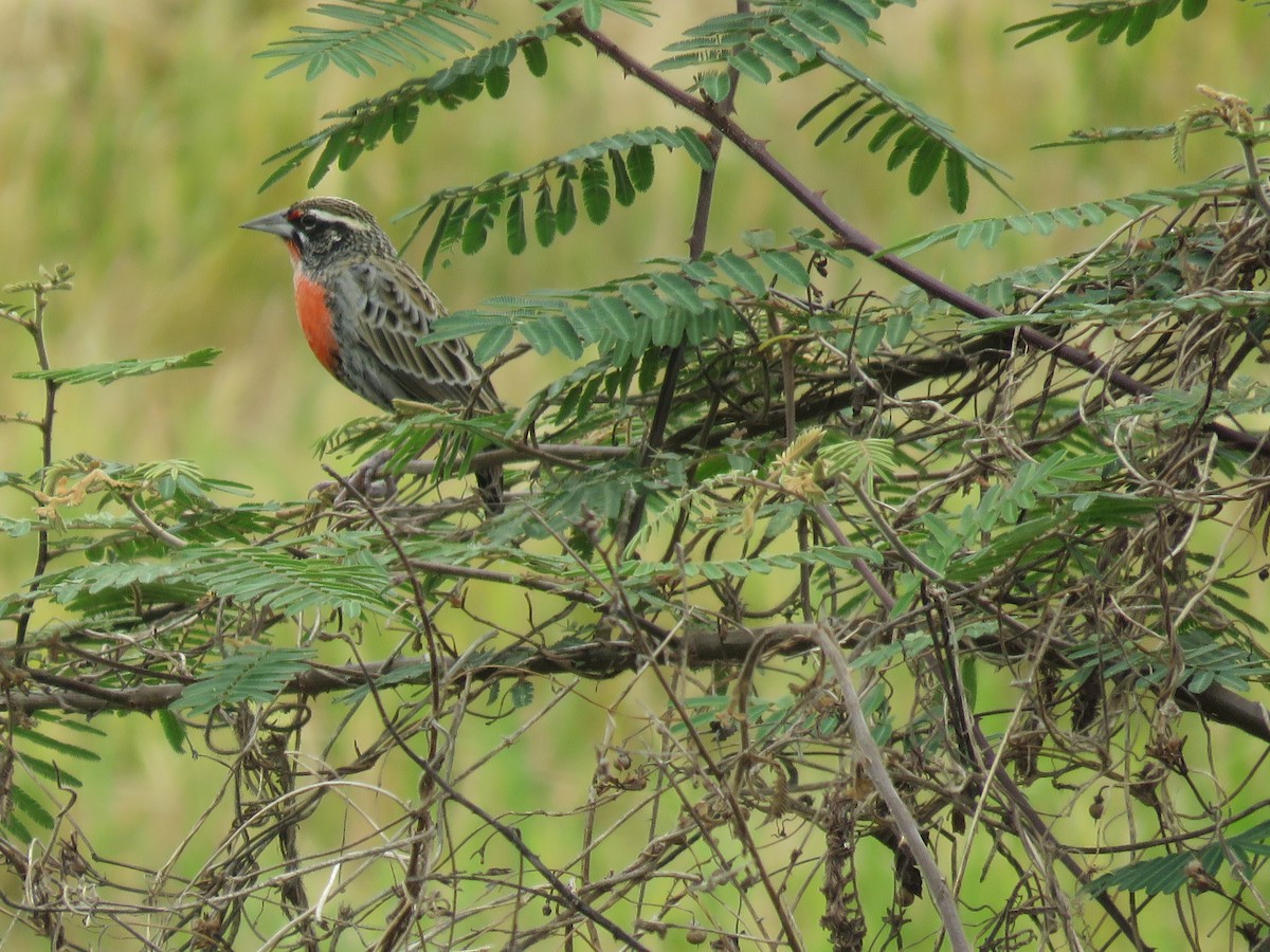 Peruvian Meadowlark - ML643584872