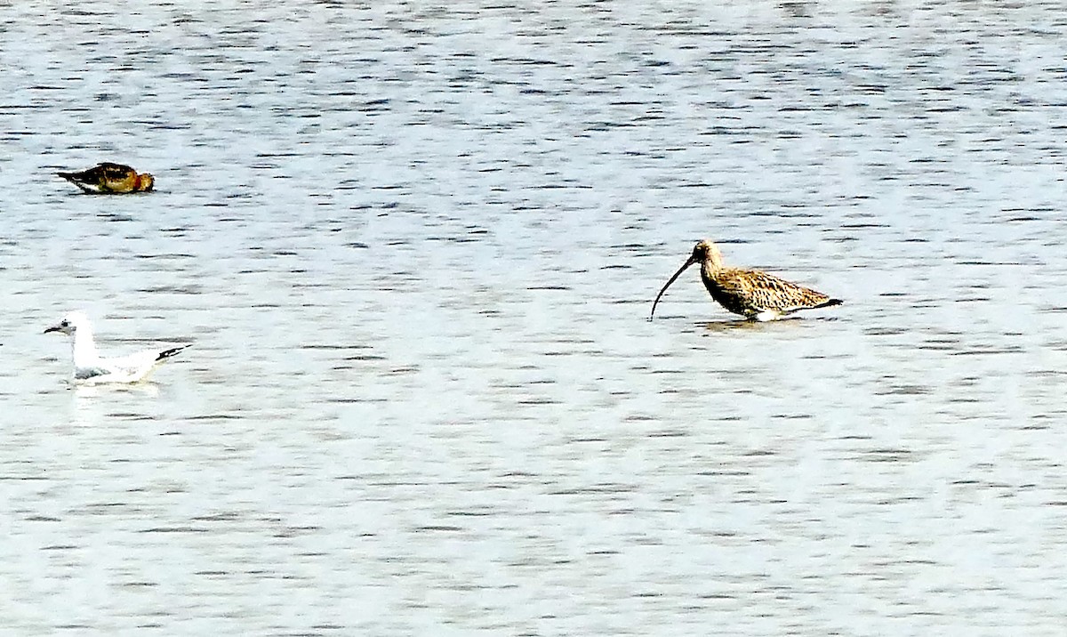 Chiurlo maggiore - ML643584874