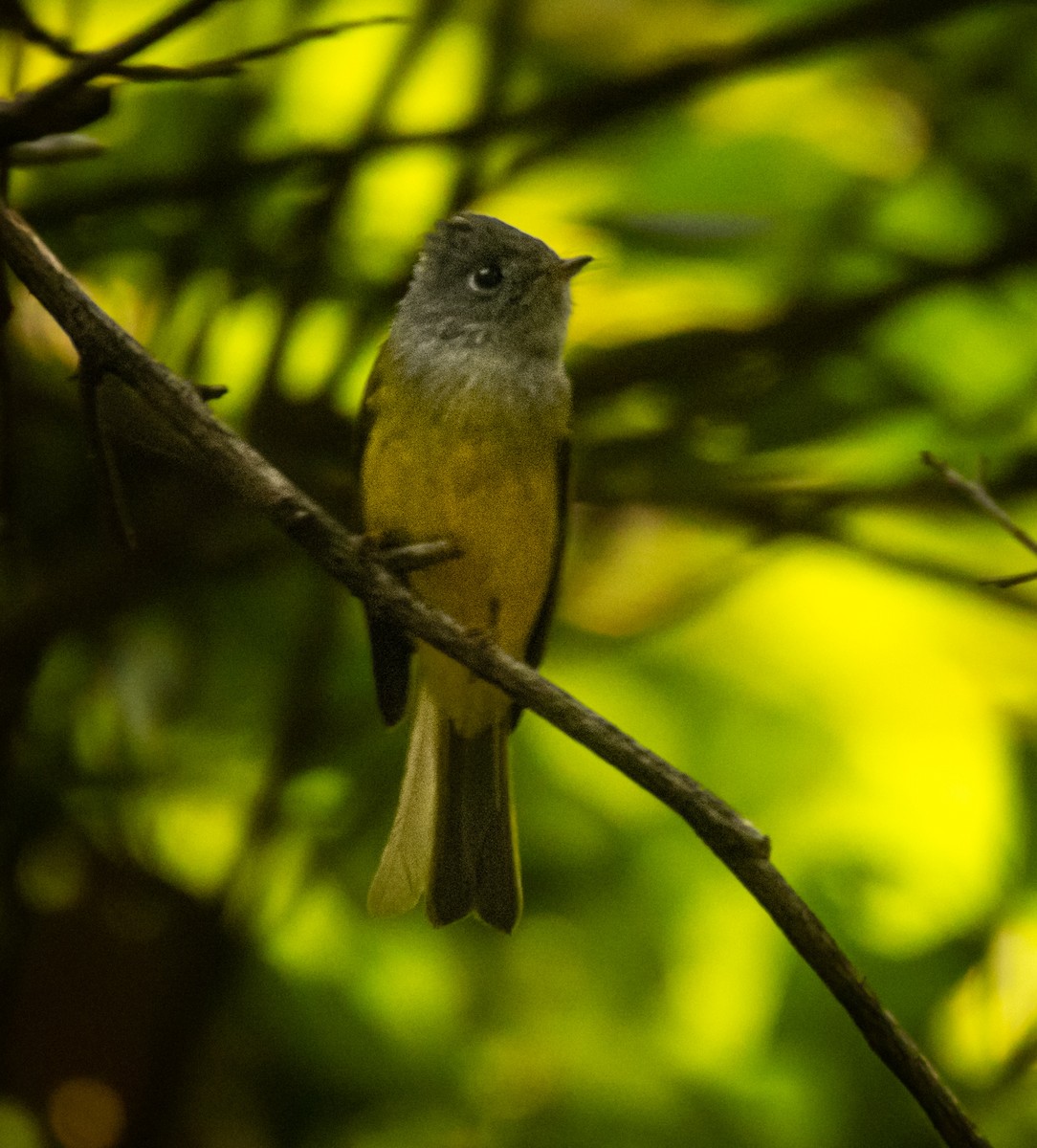 Gray-headed Canary-Flycatcher - ML643584876