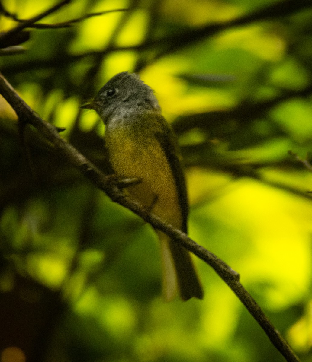 Gray-headed Canary-Flycatcher - ML643584877
