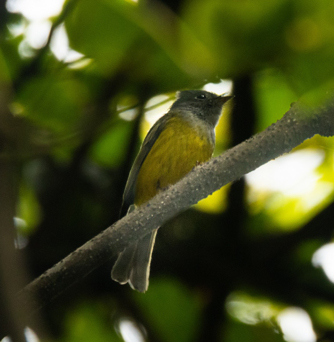 Gray-headed Canary-Flycatcher - ML643584878