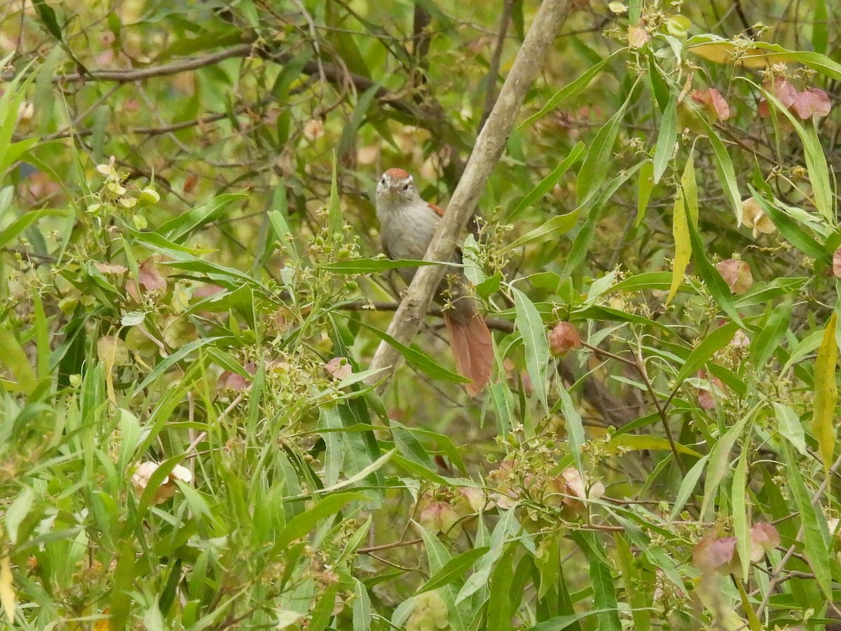 Synallaxe d'Inquisivi - ML643584883