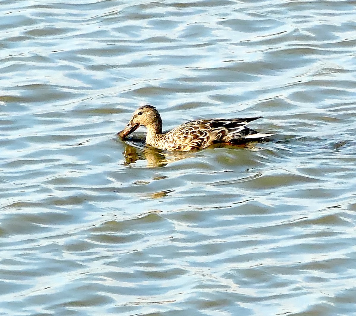 Mestolone - ML643584888