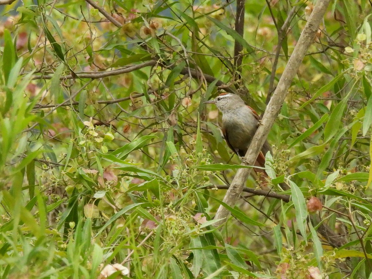 Synallaxe d'Inquisivi - ML643584897