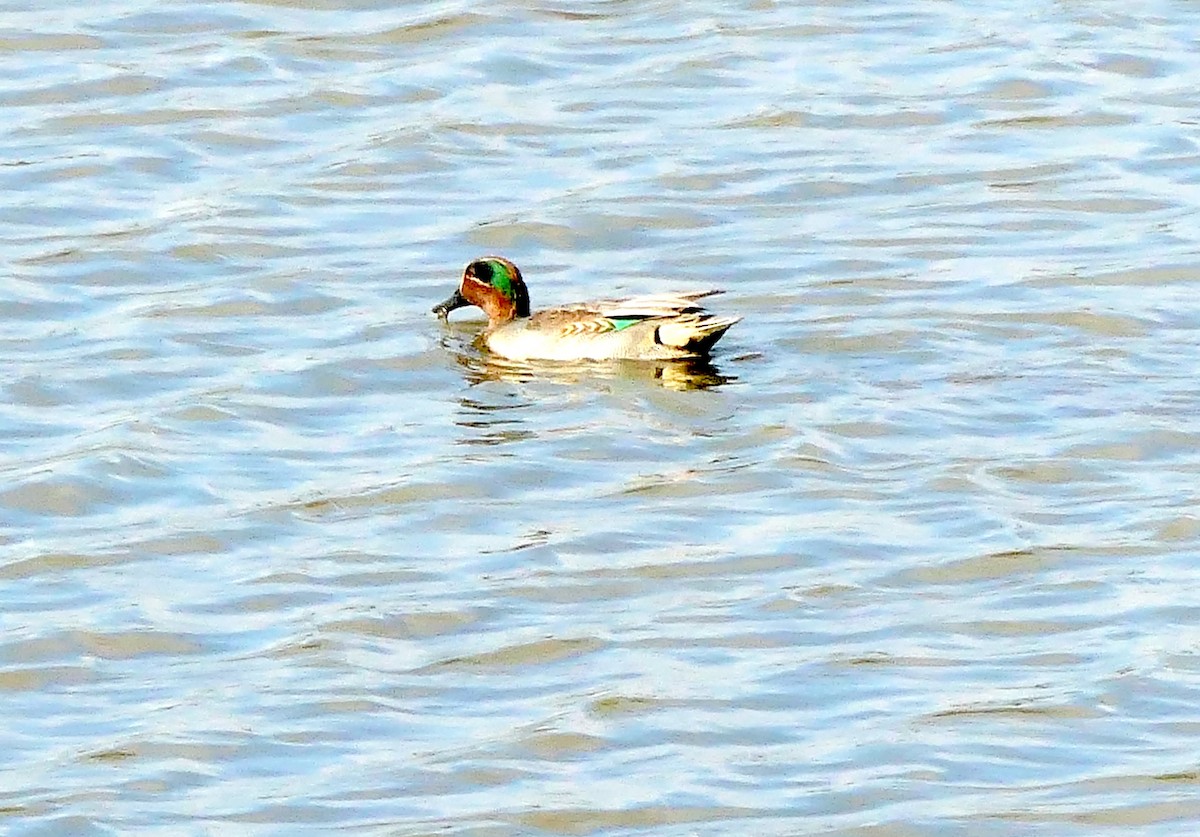 Green-winged Teal - ML643584901