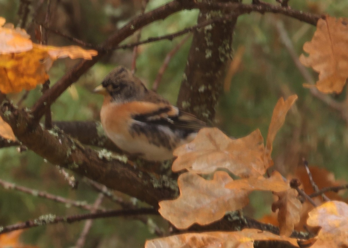 Brambling - ML643584906