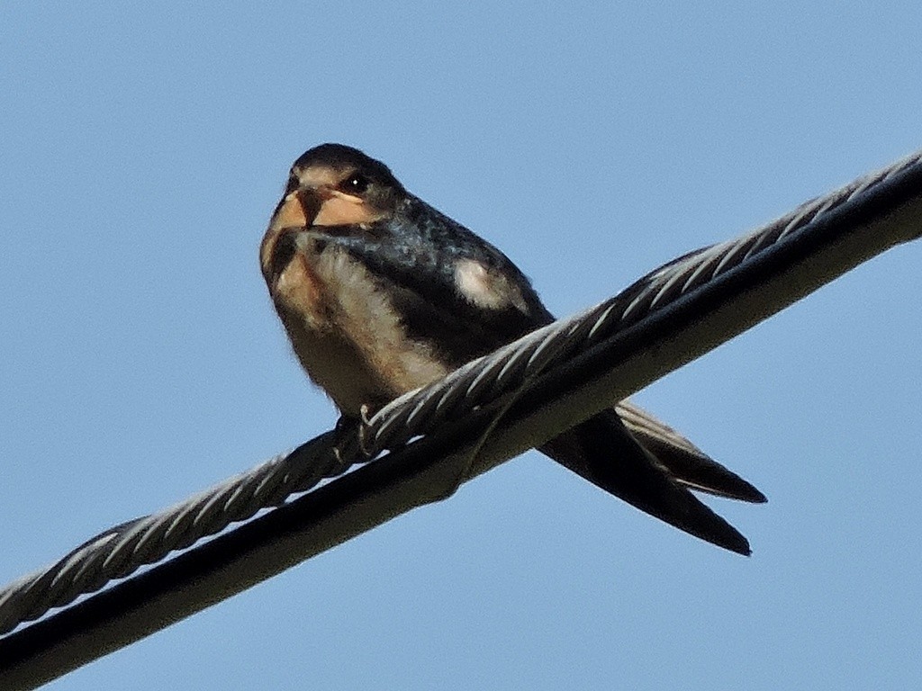 Barn Swallow - ML643584908