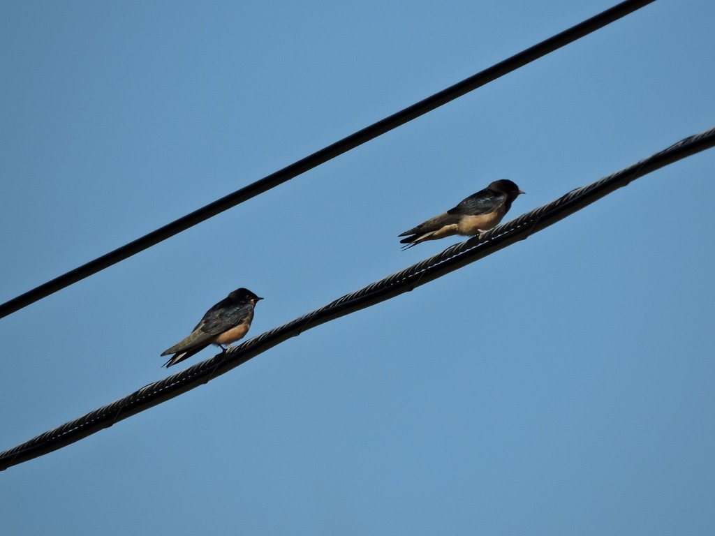Barn Swallow - ML643584909