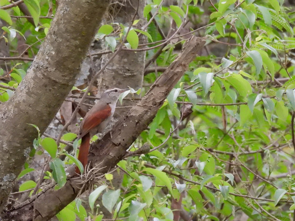 Synallaxe d'Inquisivi - ML643584917