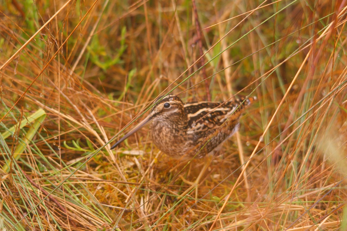 Puna Snipe - ML643584919