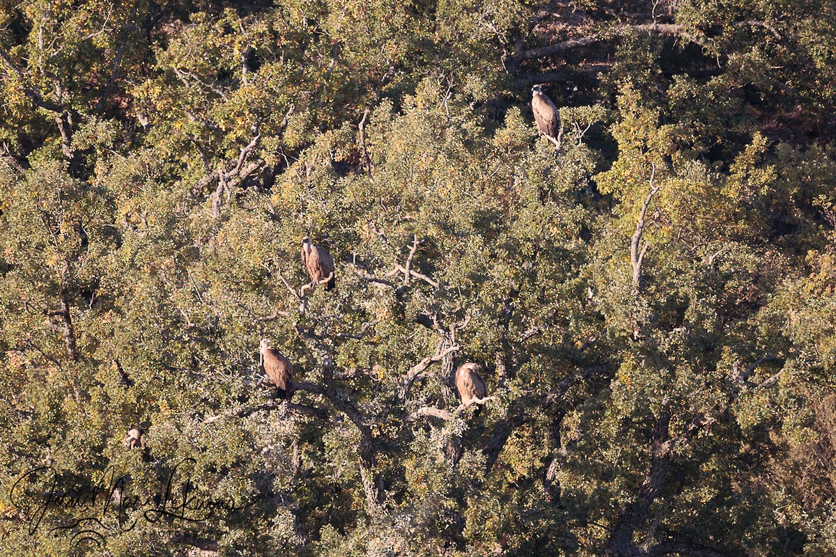 Eurasian Griffon - ML643584925