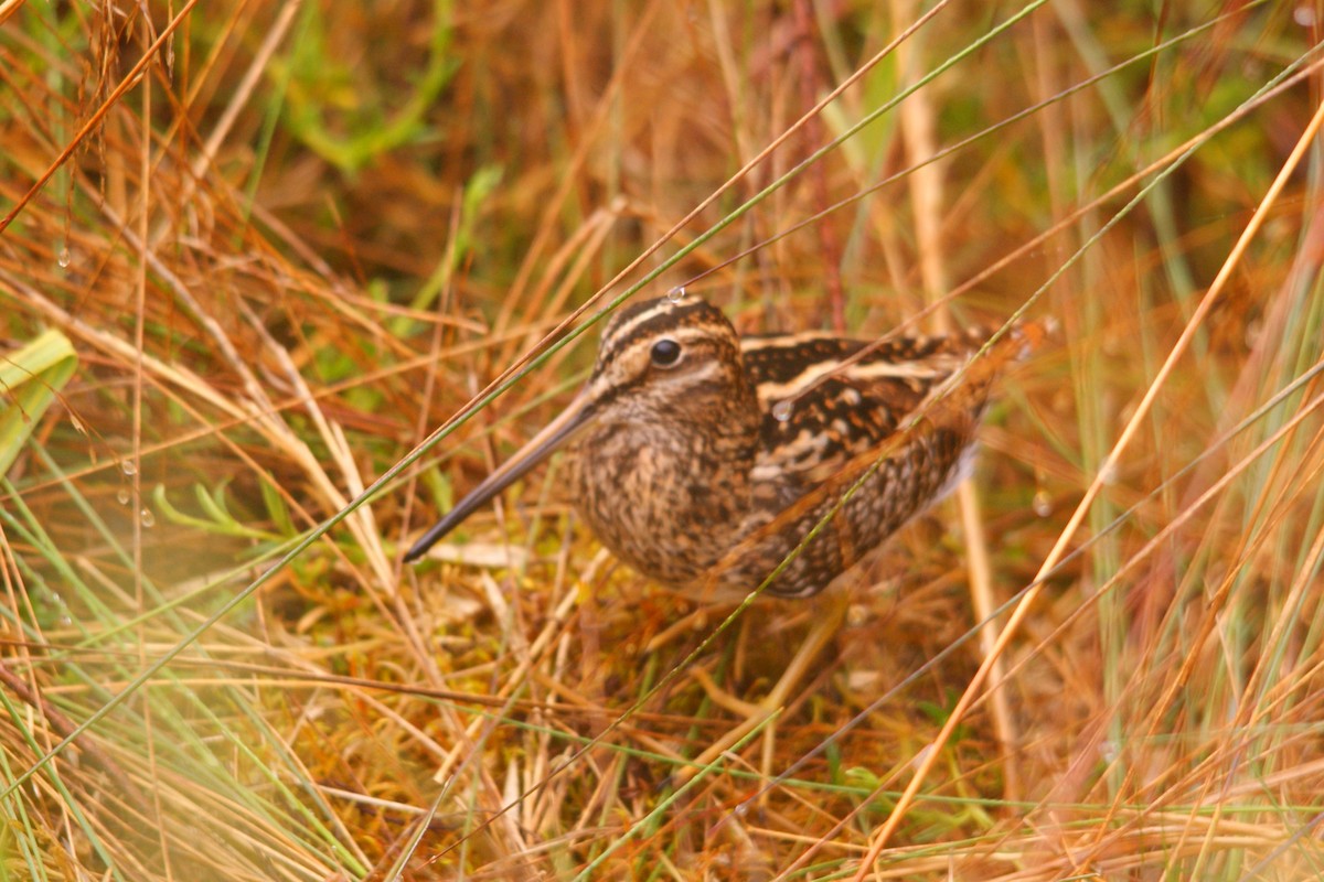 Puna Snipe - ML643584932