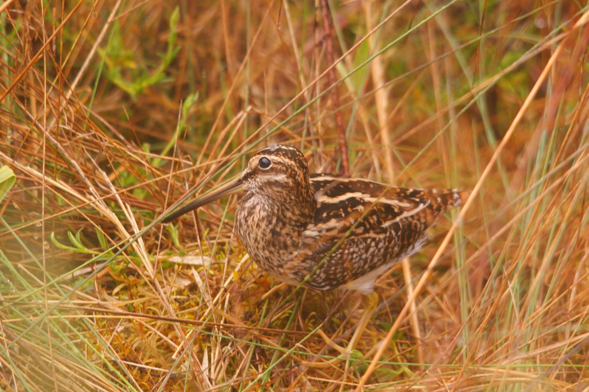 Puna Snipe - ML643584933