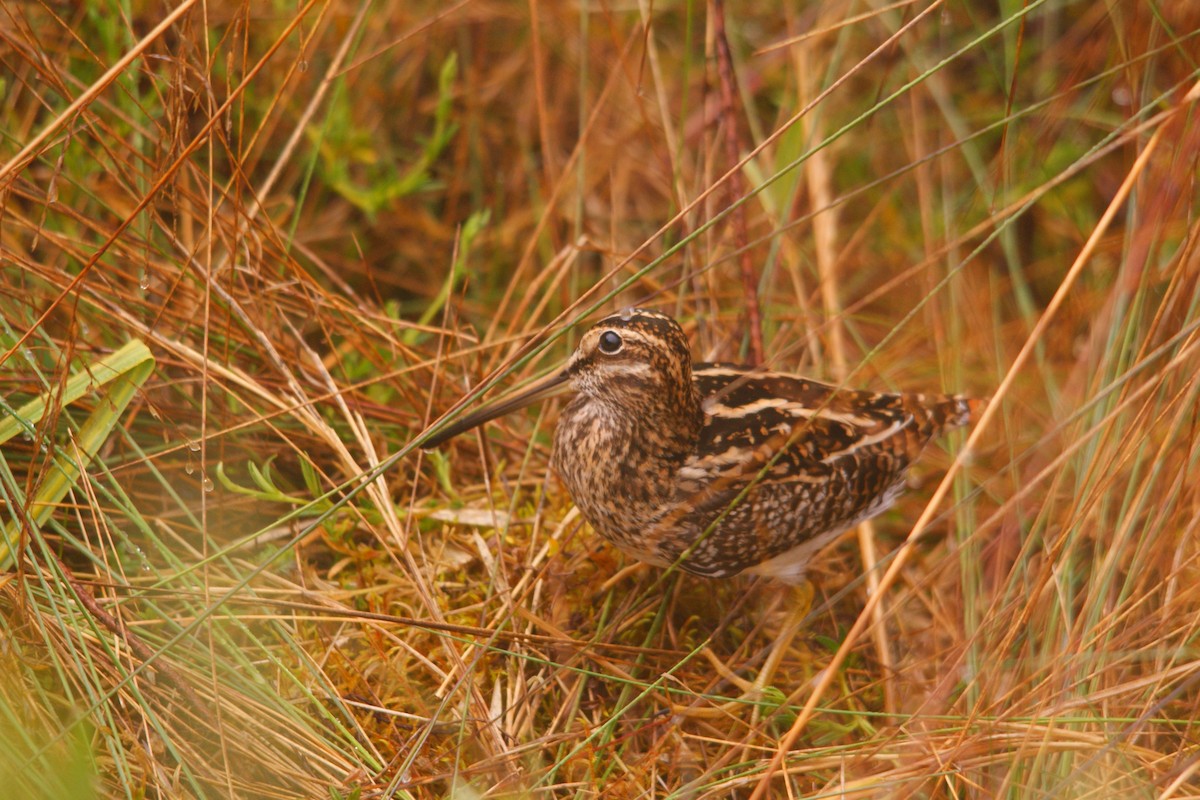 Puna Snipe - ML643584934