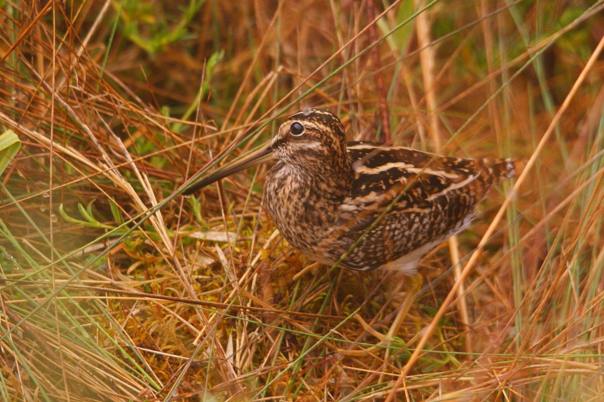 Puna Snipe - ML643584935