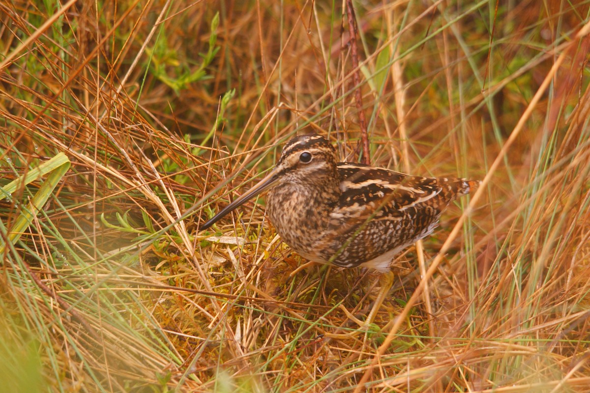 Puna Snipe - ML643584936
