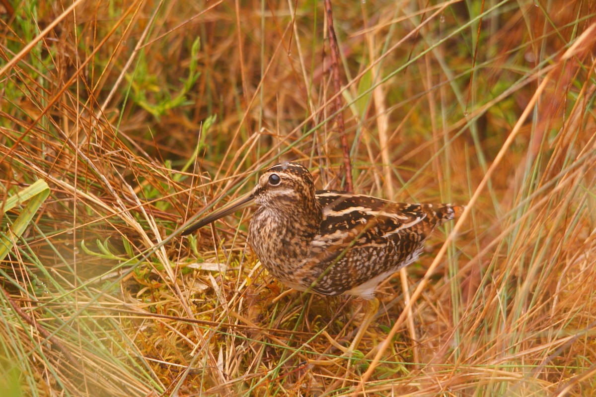 Puna Snipe - ML643584937
