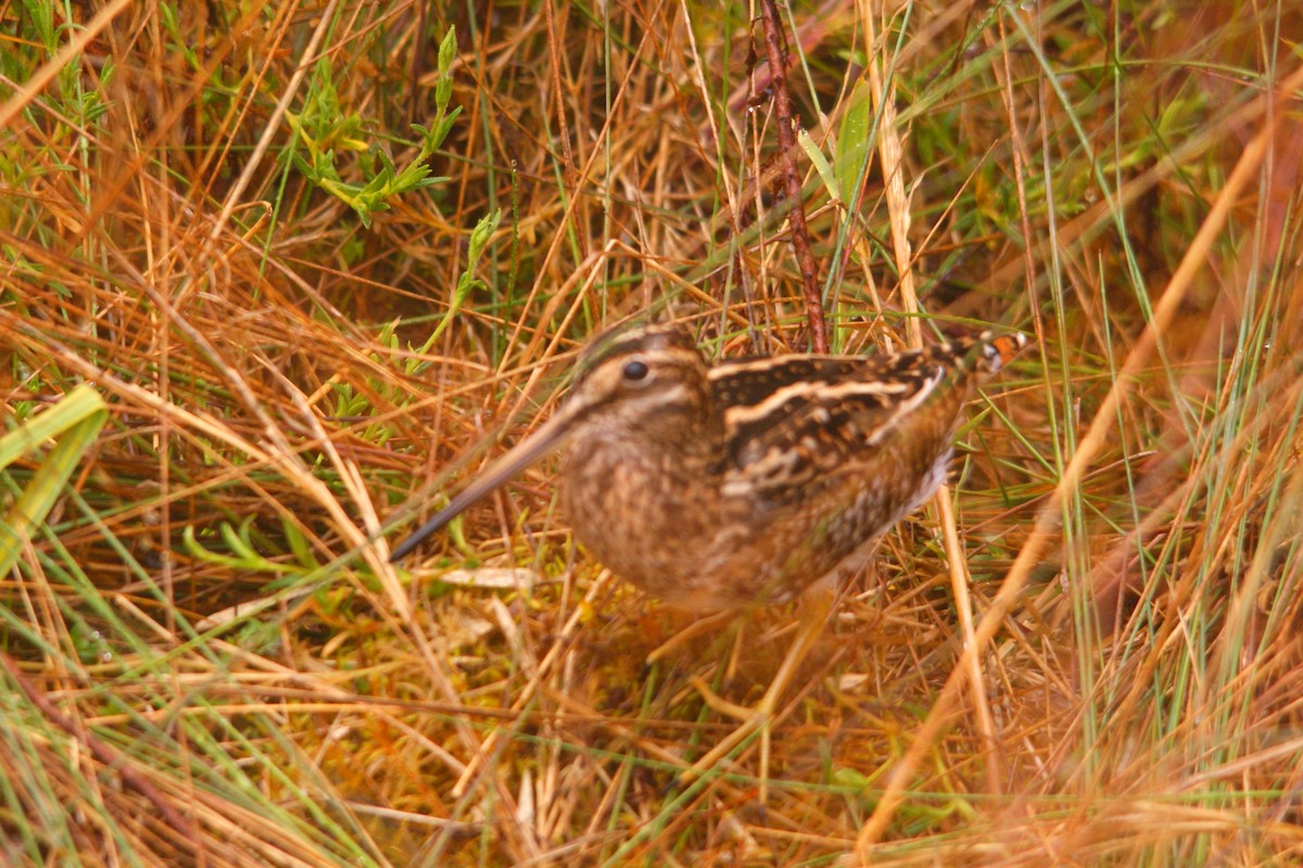 Puna Snipe - ML643584938