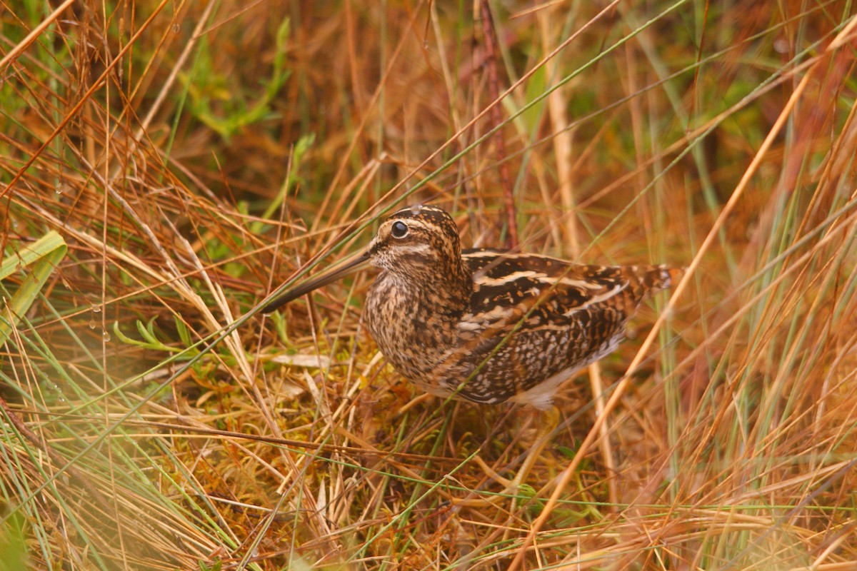 Puna Snipe - ML643584939