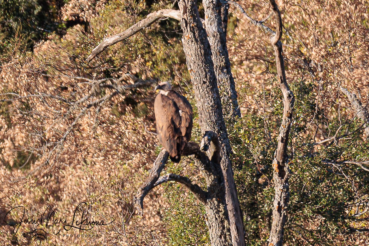Eurasian Griffon - ML643584940
