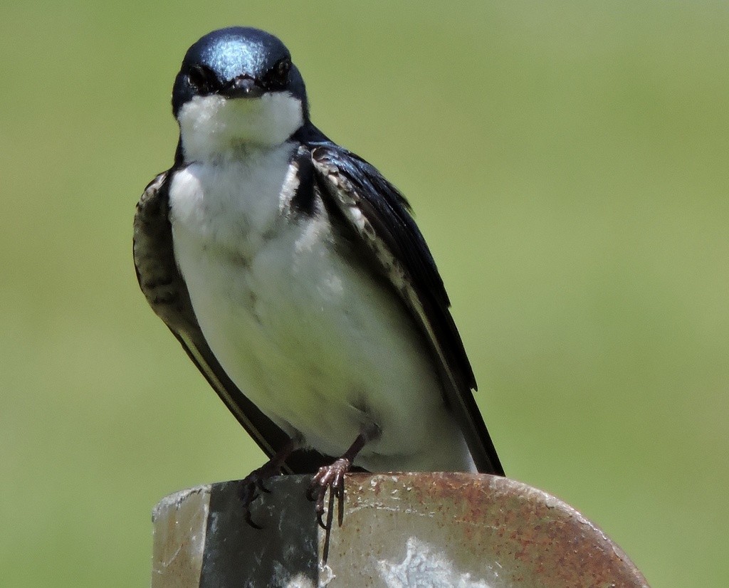 Tree Swallow - ML643584964