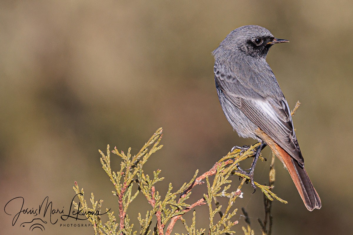 Black Redstart - ML643584970