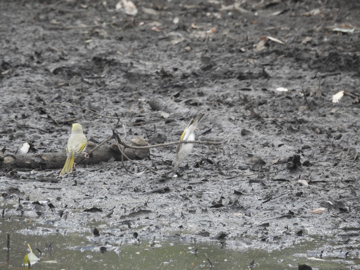 Rufous-throated Honeyeater - ML643584991