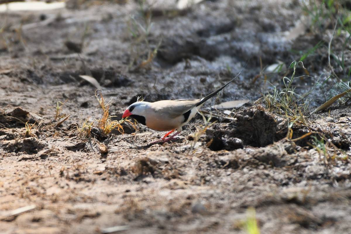 Діамантник довгохвостий - ML643585055