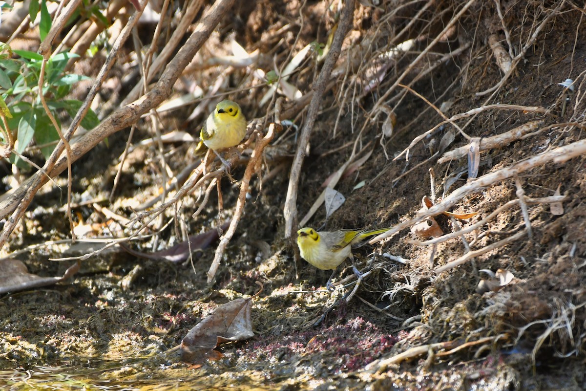Yellow-tinted Honeyeater - ML643585065