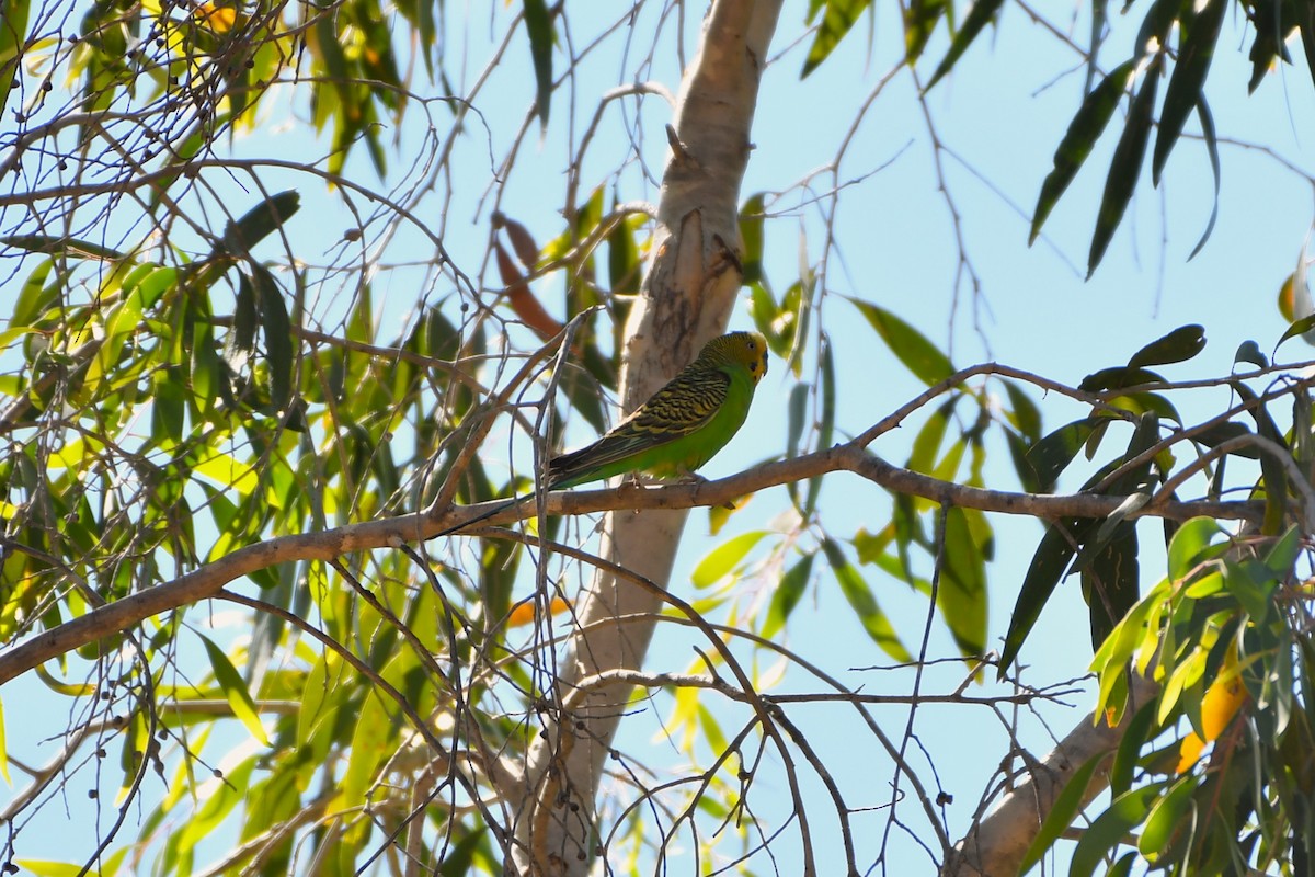Budgerigar - ML643585069