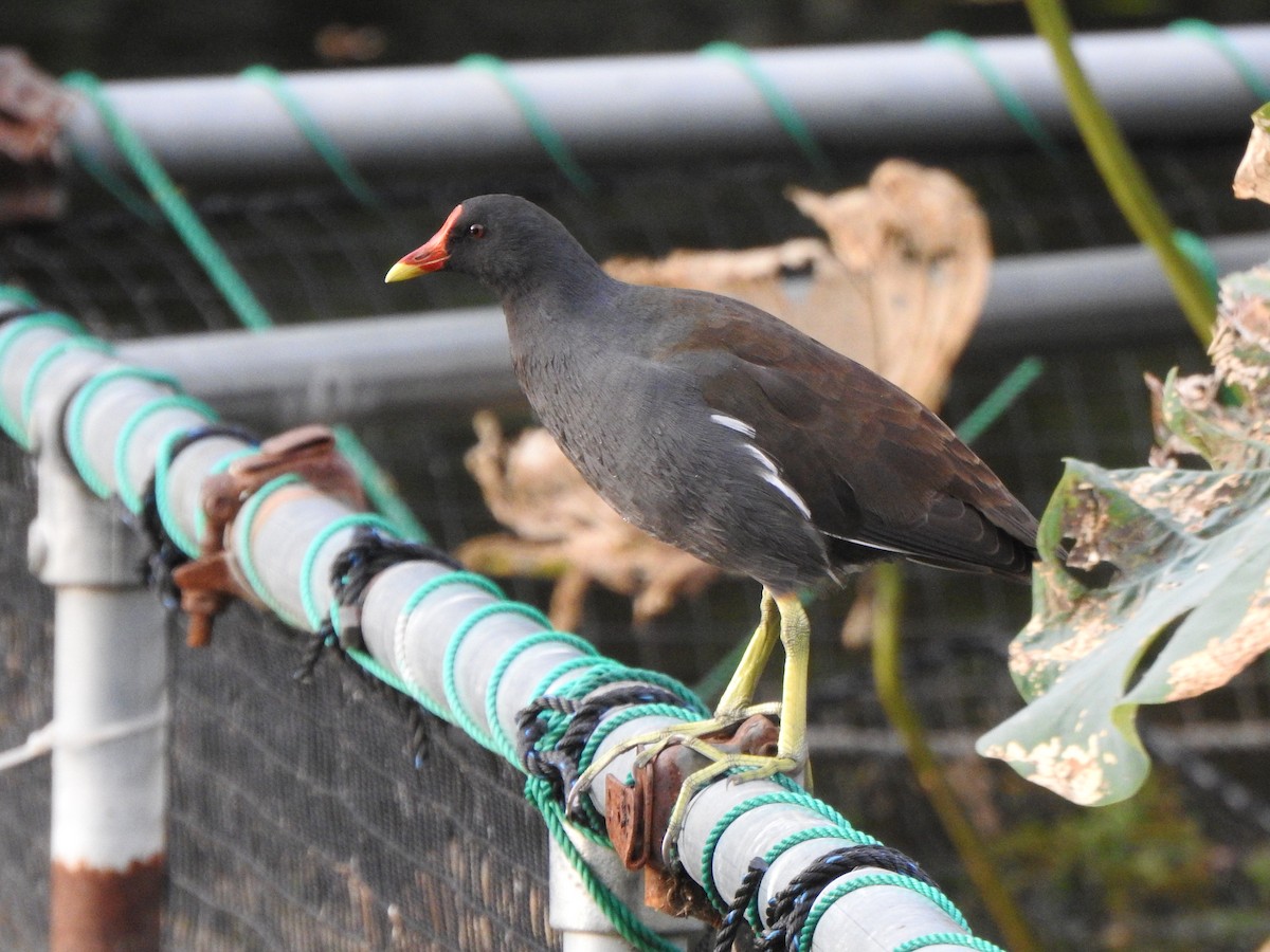 Eurasian Moorhen - ML643585092