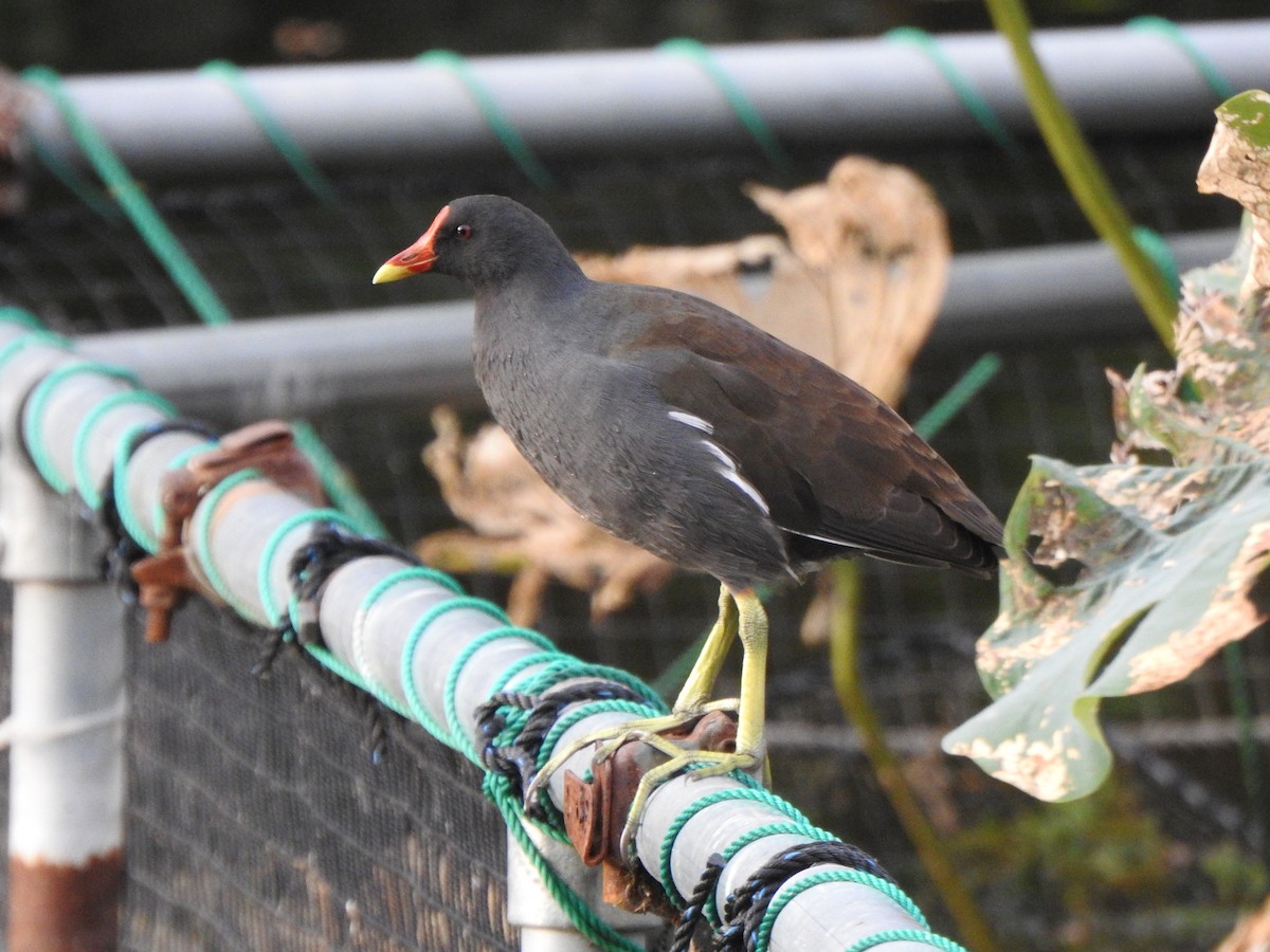 Eurasian Moorhen - ML643585093