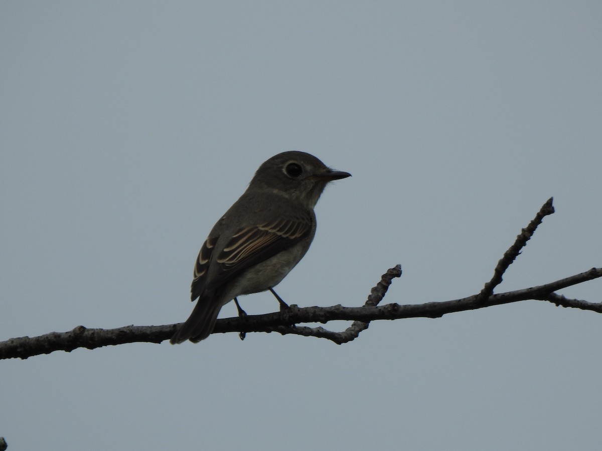 Asian Brown Flycatcher - ML643585106