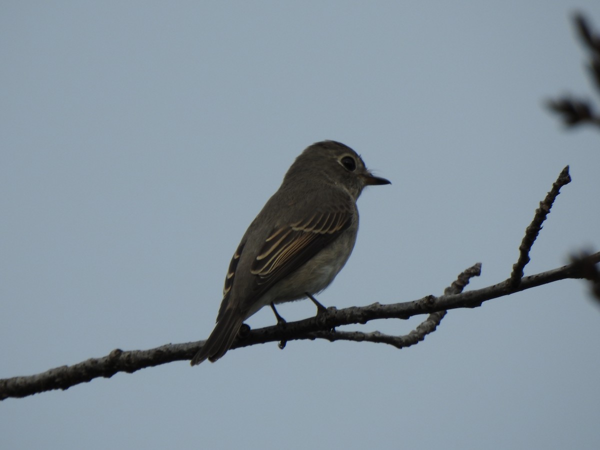 Asian Brown Flycatcher - ML643585107