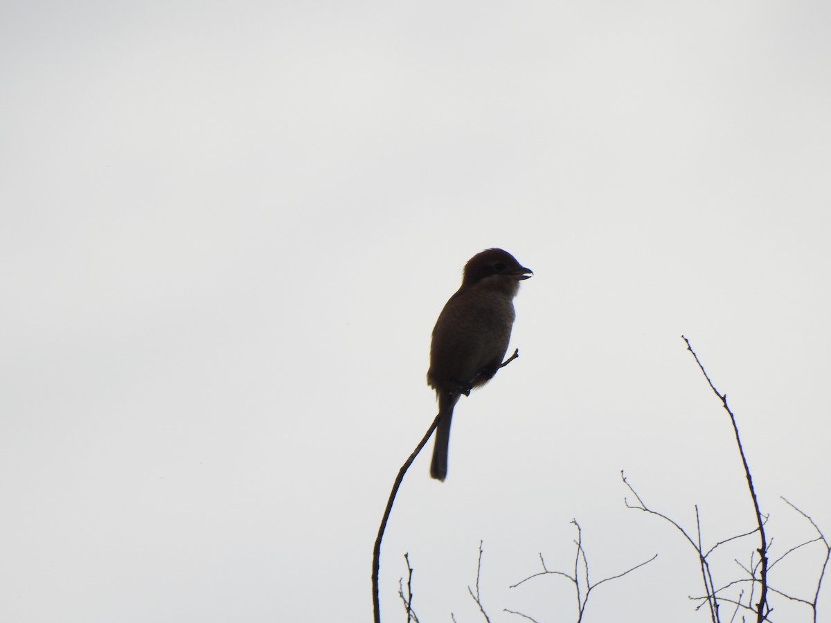 Bull-headed Shrike - ML643585113
