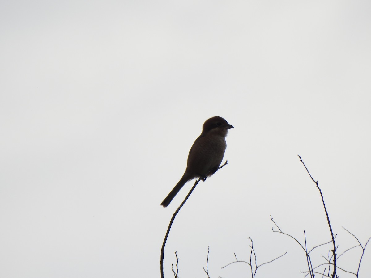 Bull-headed Shrike - ML643585114