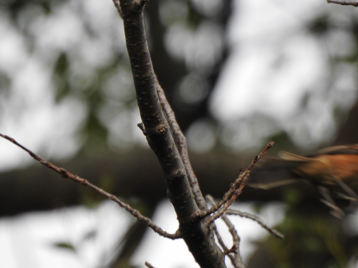 Bull-headed Shrike - ML643585115