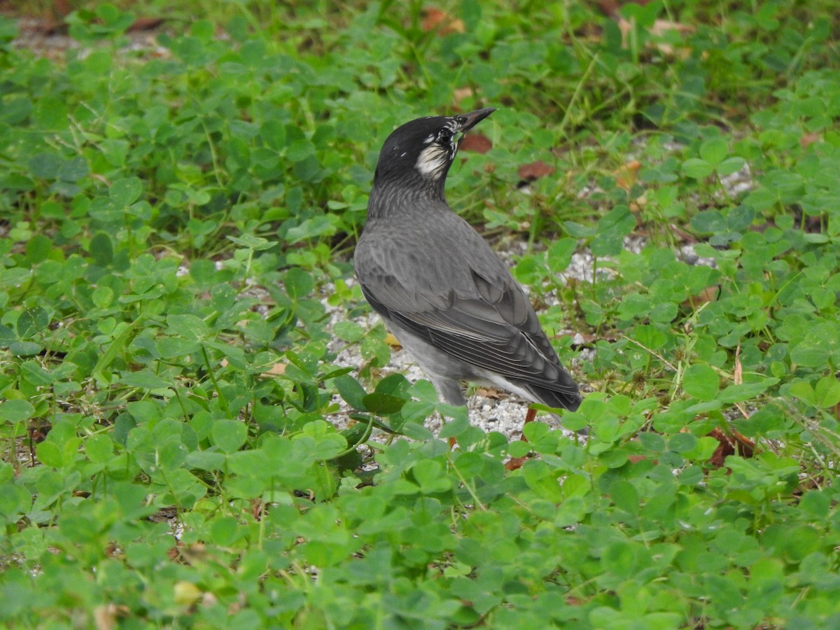 White-cheeked Starling - ML643585117