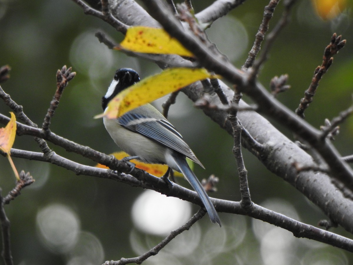 Asian Tit - ML643585120