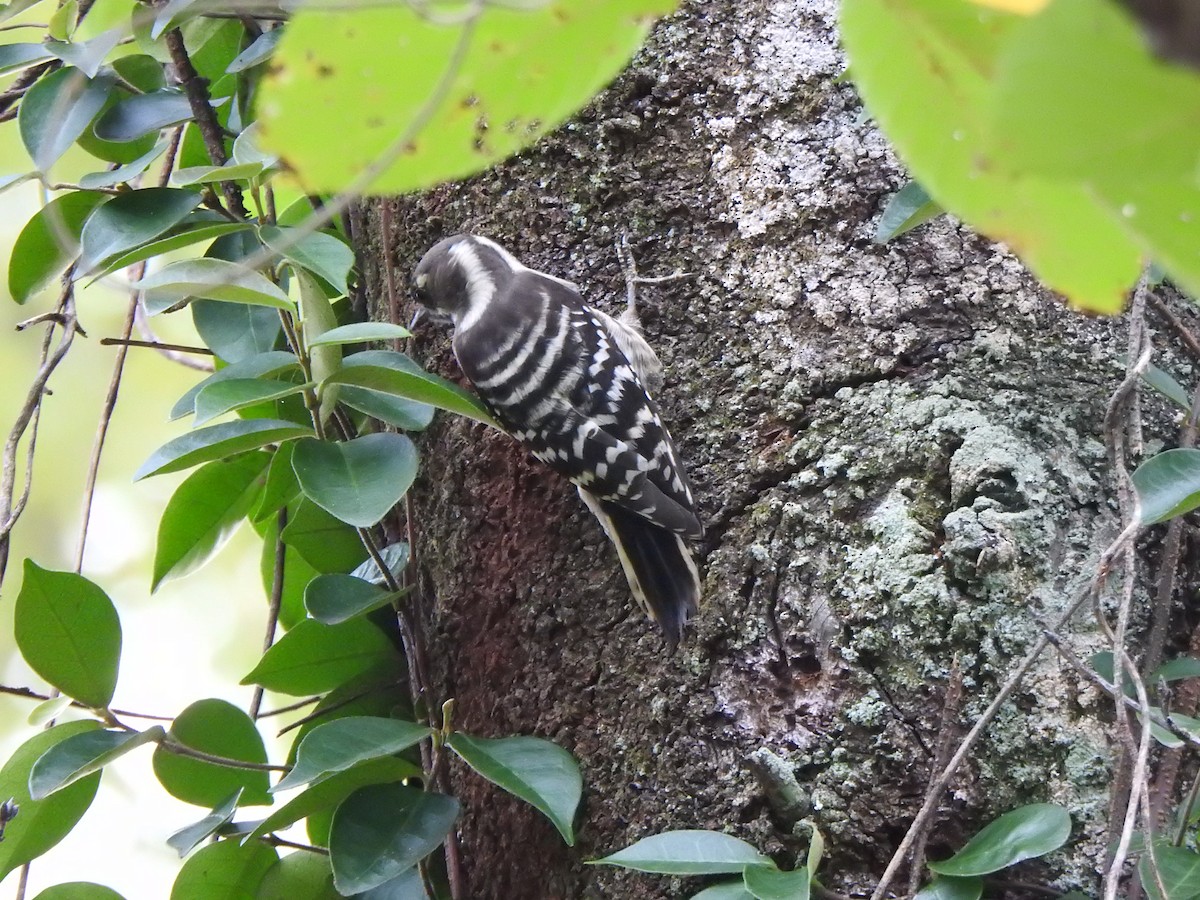 Japanese Pygmy Woodpecker - ML643585121