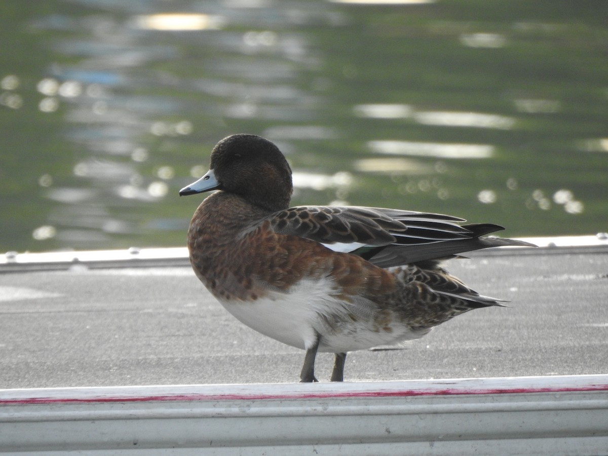 Eurasian Wigeon - ML643585186