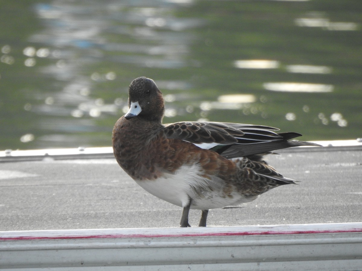 Eurasian Wigeon - ML643585187